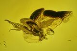 Fossil Fly (Diptera) In Baltic Amber #145483-1